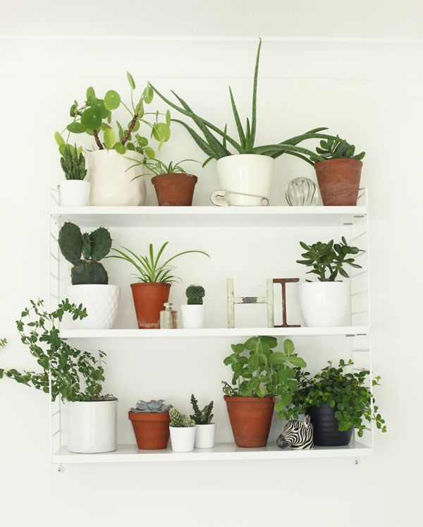 Macetas con plantas verdes en una repisa iluminada